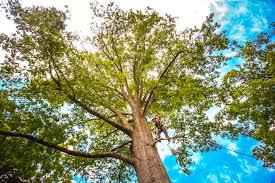 Reliable Belmont Estates, VA Tree Services Solutions