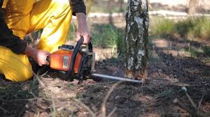 How Our Tree Care Process Works  in  Belmont Estates, VA