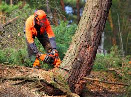 Tree and Shrub Care in Belmont Estates, VA